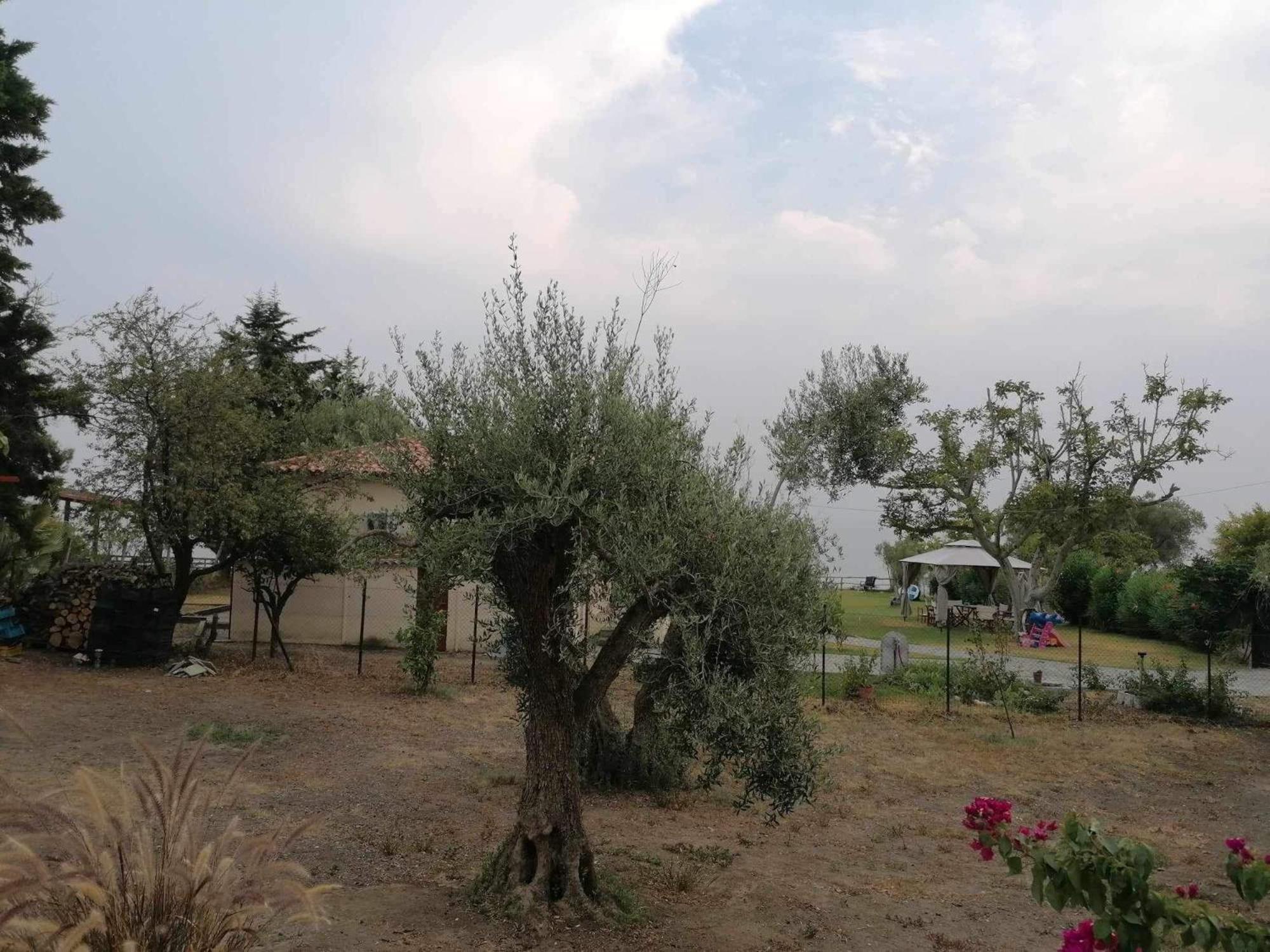 הוילה ניאה סקיוני Tiny House By The Sea מראה חיצוני תמונה
